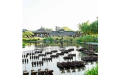 2026怀化夏季团建新篇：贝塔团建以‘长安的荔枝’解锁国风团建新体验